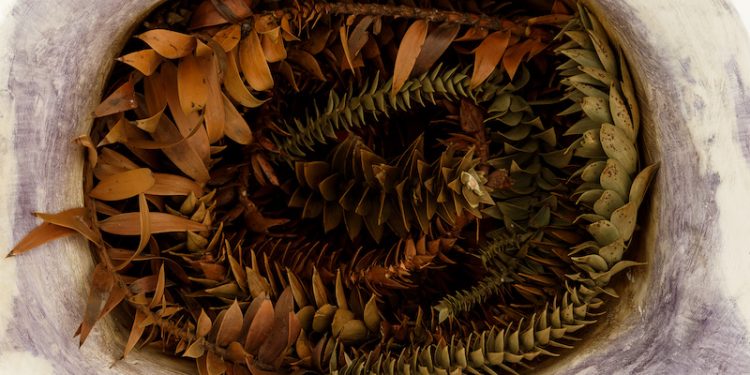 Las oferentes: el universo mitológico de Carla Grunauer