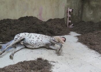 Destacados de la Bienal de Venecia