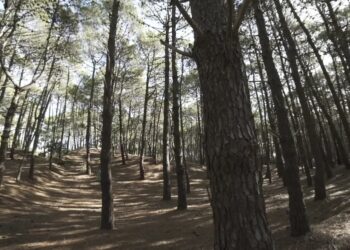 Premio Pinamar #2254