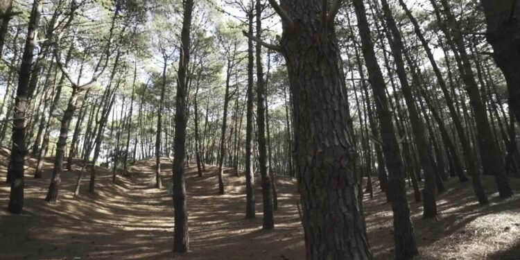 Premio Pinamar #2254