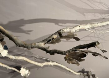 Salón Textil Internacional