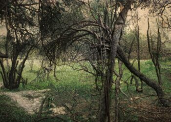 El Museo Franklin Rawson abre la temporada 2026